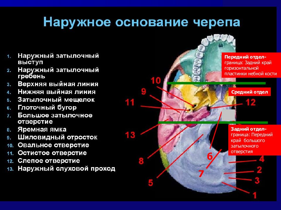 Анатомия мозгового отдела головы