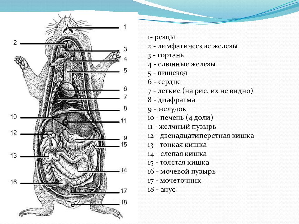 Крыса в разрезе рисунок