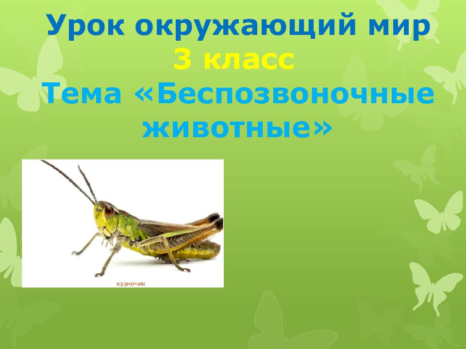 многообразие беспозвоночных животных. беспозвоночные животные 3 класс 21 век тест. беспозвоночные животные 3 класс 21 век тест. иглокожие 3 класс окружающий мир доклад. позвоночные и беспозвоночные животные.