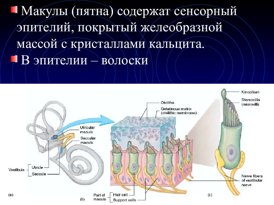 Анализатор зрительный слуховой вестибулярный. Сенсорный эпителий. Зрительный, слуховой и вестибулярный анализаторы. Купула и макула. Особенности сенсорного эпителия.