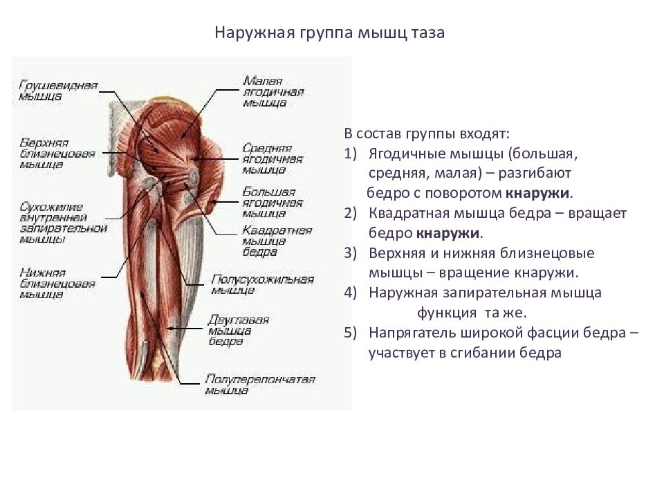 Презентация мышцы верхних конечностей