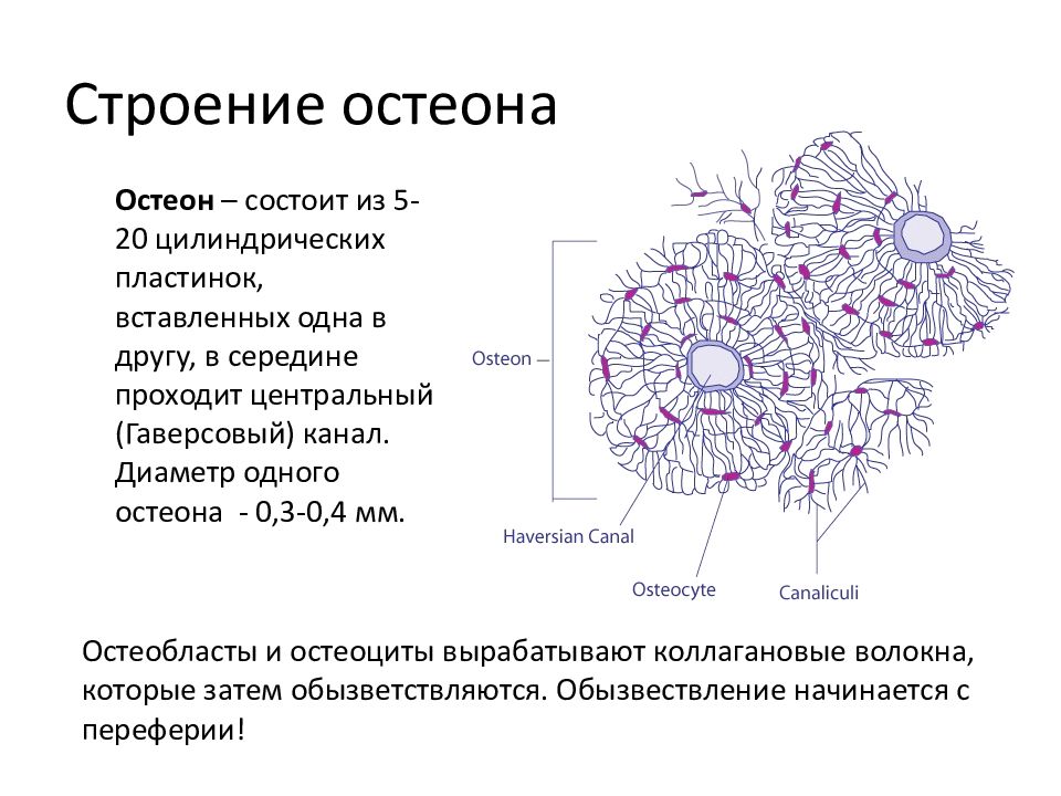 Какими цифрами обозначены изображения костной ткани