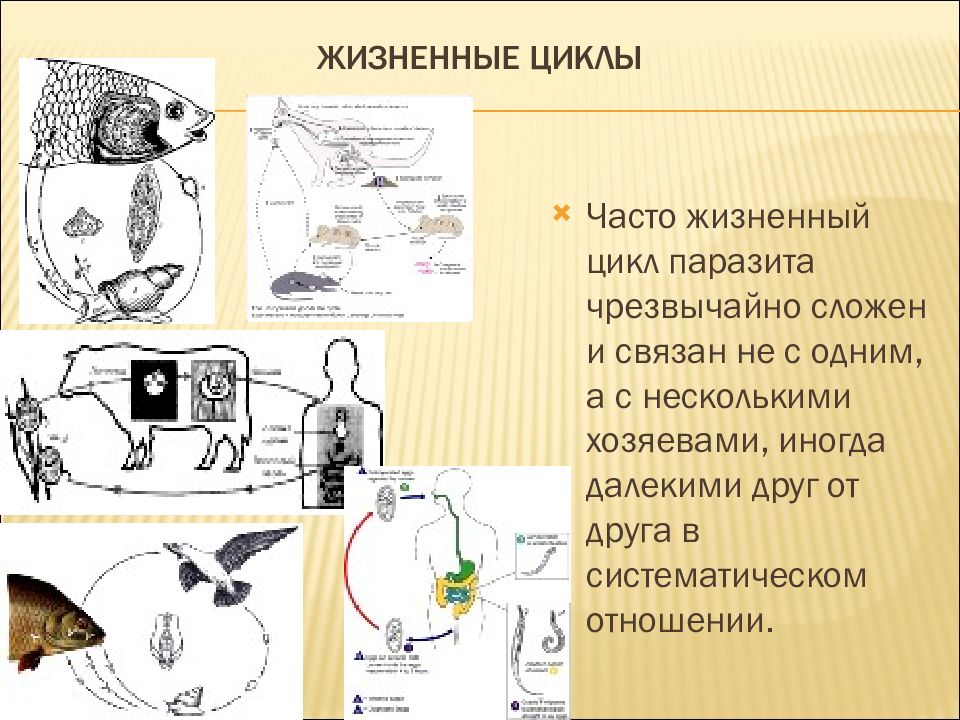 Цикл паразитов. Жизненные циклы паразитов. Сложный жизненный цикл у паразитов. Жизненный цикл эндопаразита. Жизненный цикл любого паразита.