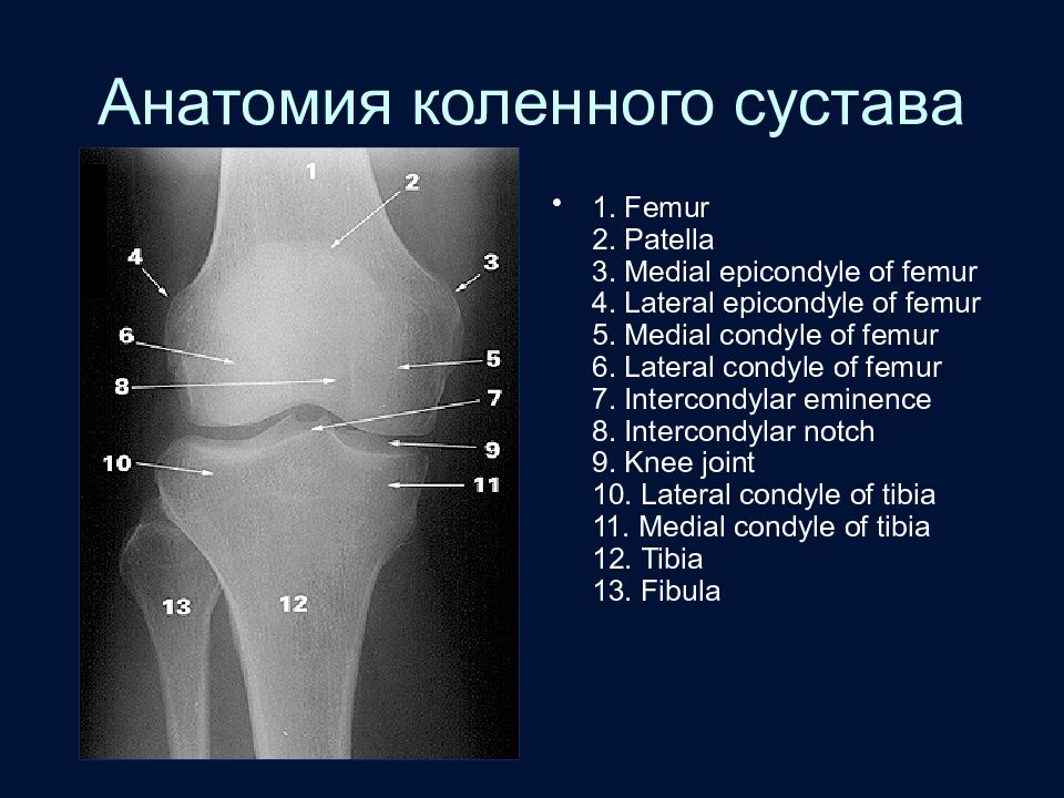 Анатомия коленного сустава презентация