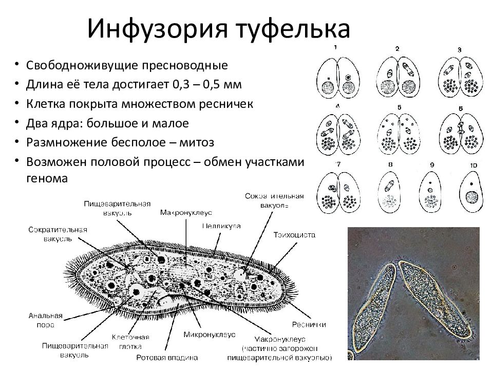 Какую функцию в теле инфузории туфельки выполняют органоиды обозначенные на рисунке вопросительным