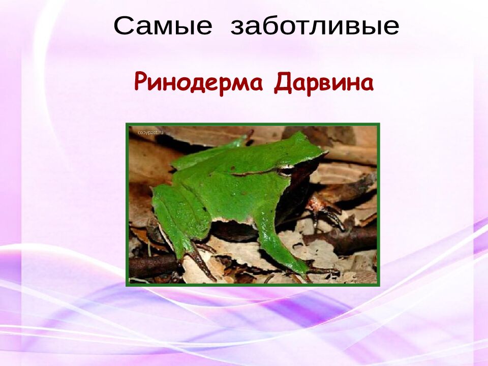 Классная работа Тема: МНОГООБРАЗИЕ И ЗНАЧЕНИЕ ЗЕМНОВОДНЫХ «Лягушкам только