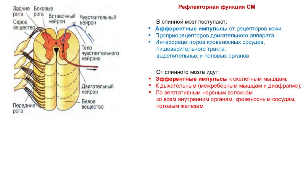 Рецепторы спинного мозга. Импульсы от проприорецепторов мышц поступают в спинной мозг по. Афферентный Импульс поступает в спинной мозг через. В спинной мозг поступает сенсорная информация от рецепторов.