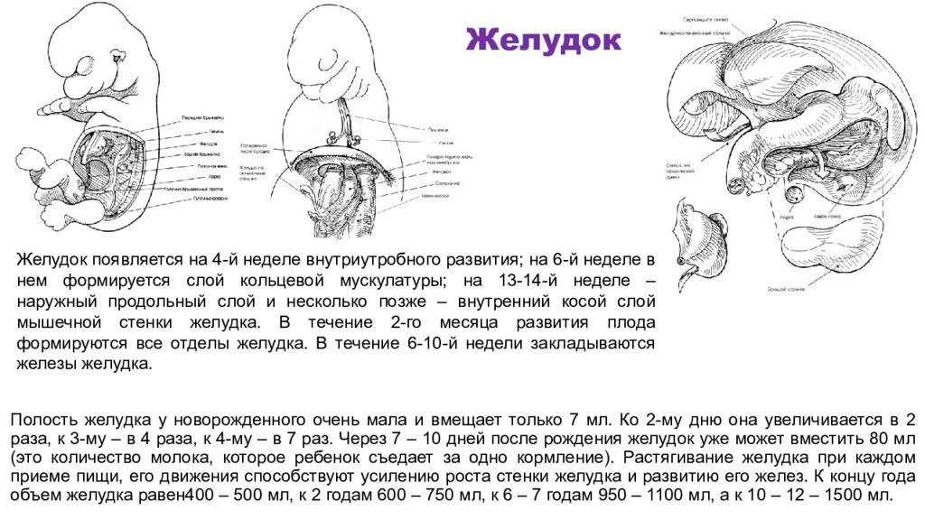 Развитие желудка. Формирование желудка у новорожденных. Источник развития желудка. Желудок развивается из.