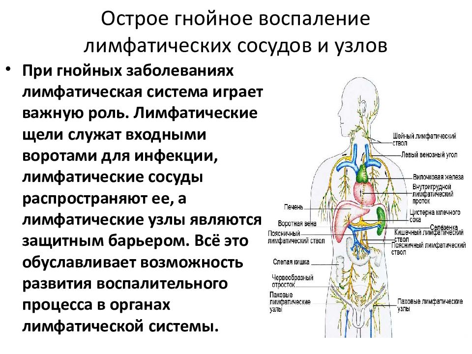 Лимфоузлы брюшной полости. Лимфатическая система брюшной полости схема. Парааортальные лимфоузлы брюшной полости. Л узлы брюшной полости схема. Лимфатические узлы брюшной полости.