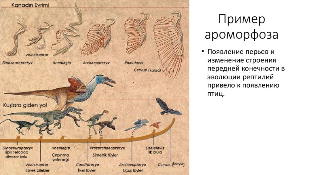 Примеры ароморфоза у растений и животных