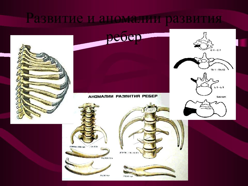 Кости человека 4 класс окружающий мир