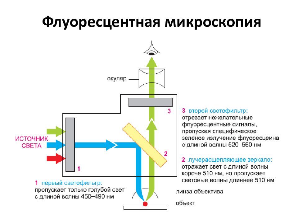 Люминесцентная микроскопия картинки