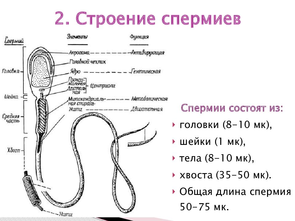 Спермий. Строение спермиев Ветеринария. Строение сперматозоида лизосомы. Схема строения сперматозоида. Строение спермиев у животных.