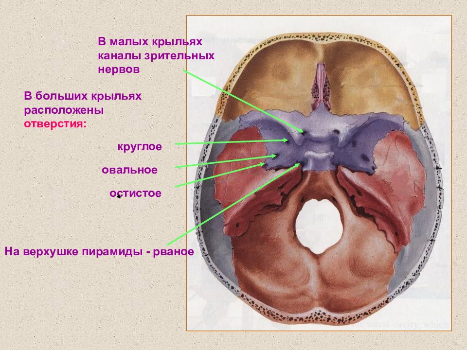 Овальное отверстие. Круглое и овальное отверстие черепа. Овальное отверстие черепа. Круглое овальное и остистое отверстия. Зрительный канал на черепе.