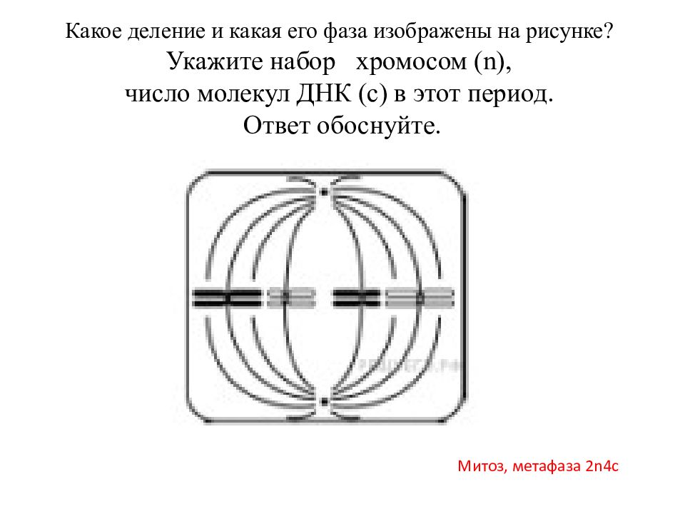 Какая фаза изображена на рисунке. Задачи на митоз и мейоз ЕГЭ по биологии. Какое деление и какая его фаза изображены на рисунке укажите. Задачи деление клетки ЕГЭ. Задания митоз ЕГЭ задания.