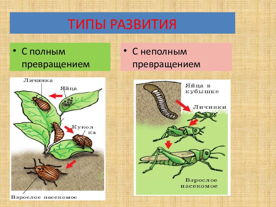 Полное и неполное превращение презентация