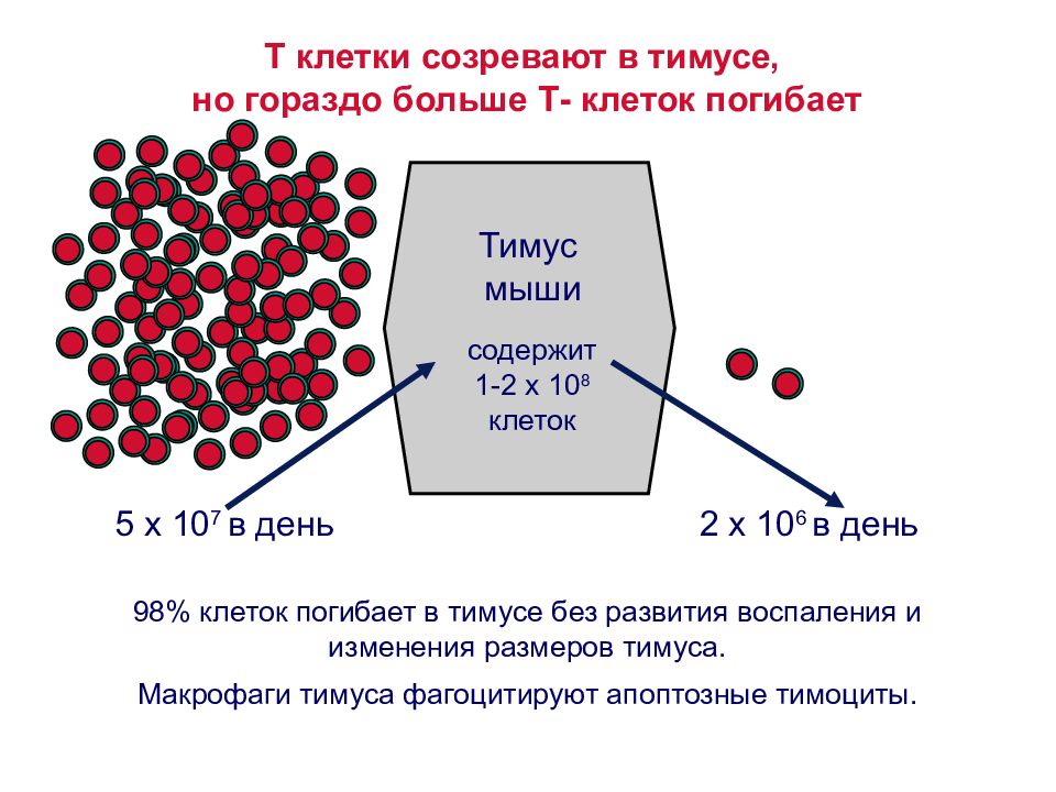 Созревание клетки. В тимусе созревают т лимфоциты. Какие клетки созревают в тимусе. Развитие т клеток в тимусе. Созревание т лимфоцитов в тимусе.