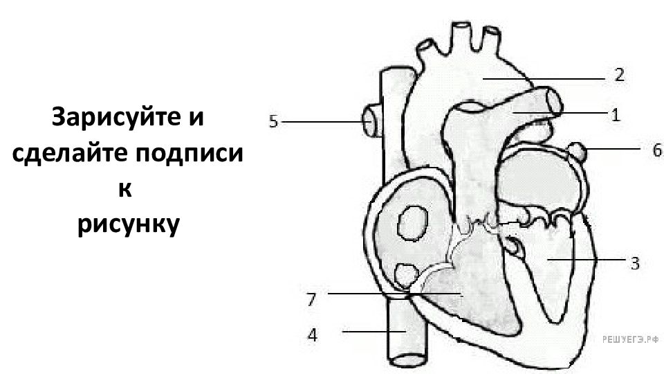 Обозначьте номер которым на рисунке отмечена соответствующая структура сердца