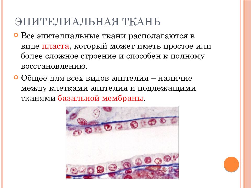 Каким свойством обладает эпителиальная ткань