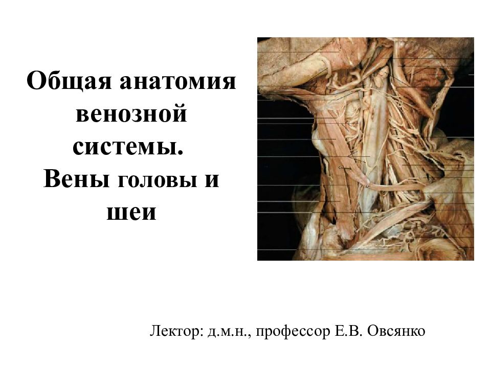 Общая анатомия венозной системы. Вены головы и шеи