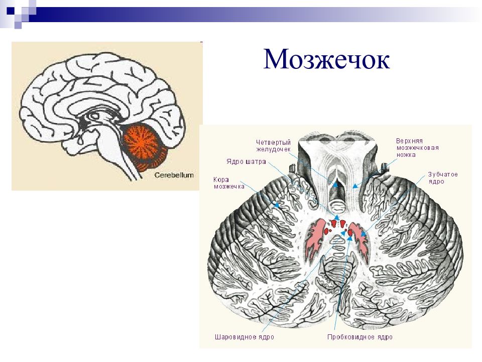 Изменение мозжечка. Мозжечок головного мозга анатомия. Ядра мозжечка анатомия. Мозжечок строение Синельников. Мозжечок строение.