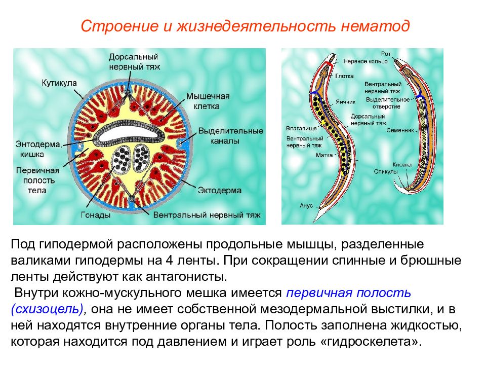 Органы круглых червей