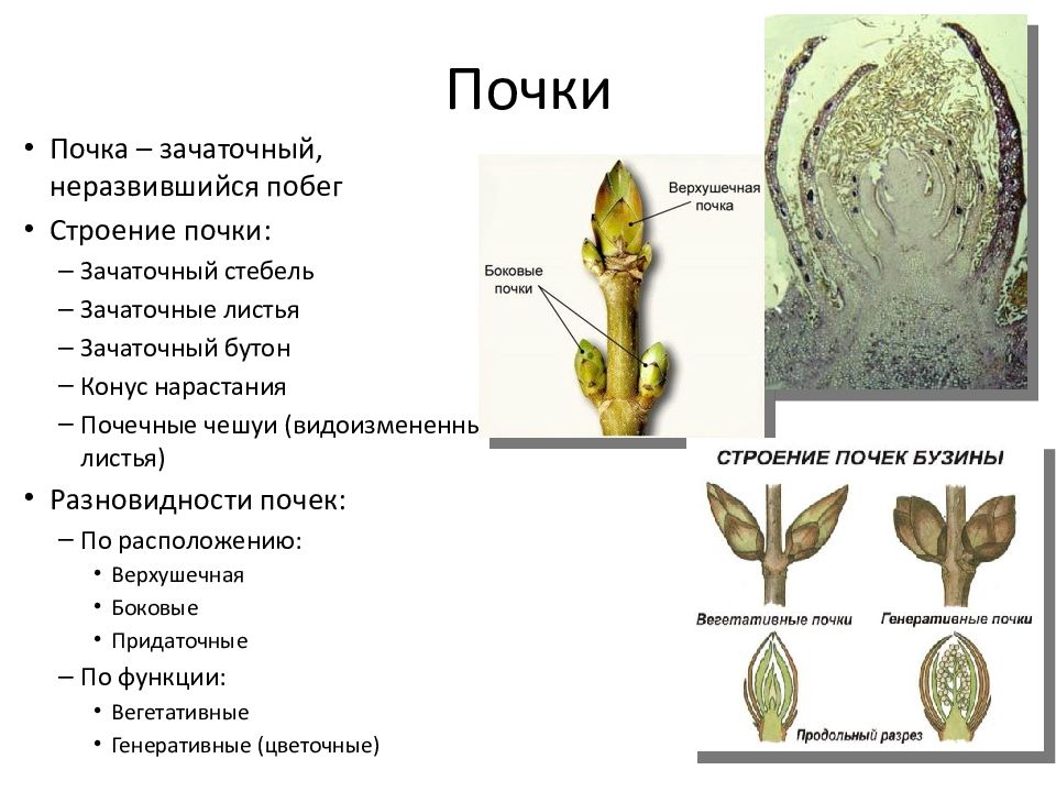 Почечные чешуи участвуют