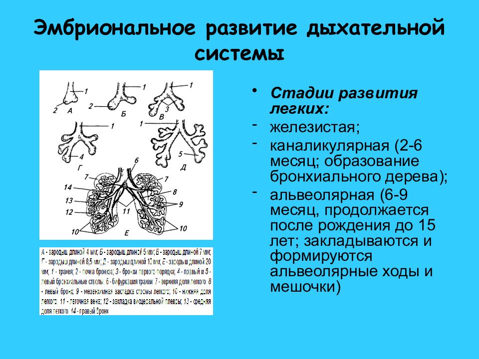 Развитие легких. Источники развития органов дыхательной системы. Эмбриональные источники развития дыхательной системы. Альвеолярная фаза эмбрионального развития. Каналикулярная стадия развития легких.