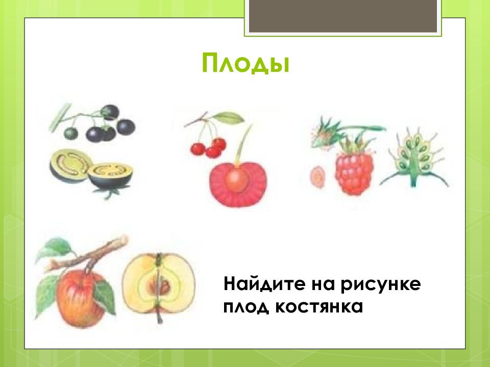 Какие типы плодов изображены на рисунке. Плоды рисунок. Костянка плод рисунок. Найди на рисунке плоды растений и обведи их. Сочные плоды рисунок.