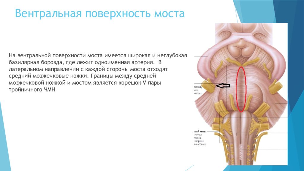 Вентральная стенка это