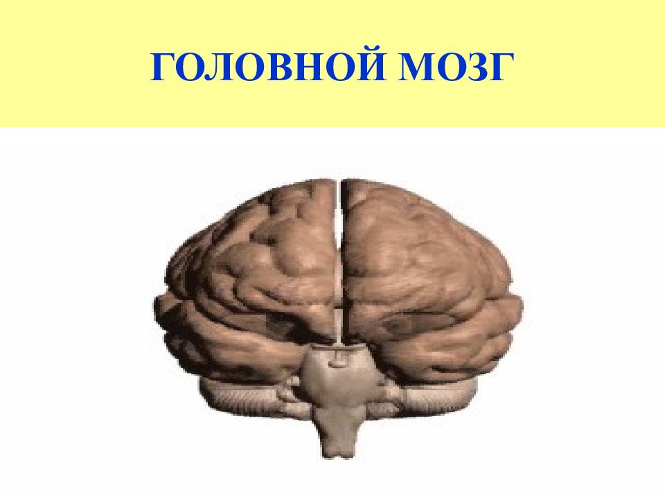 Физиология мозги. Механизм деятельности мозга. Головной мозг 500-600 см.