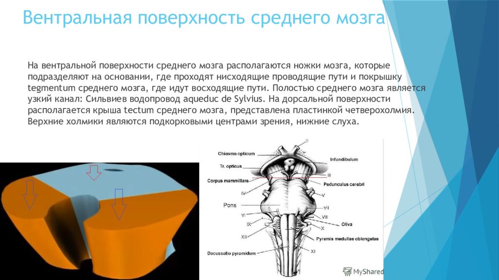 Вентральный и дорсальный. Дорсальная поверхность мозгового ствола. Вентральная поверхность продолговатого мозга анатомия. Строение дорсальной поверхности мозга. Вентральная поверхность среднего мозга.