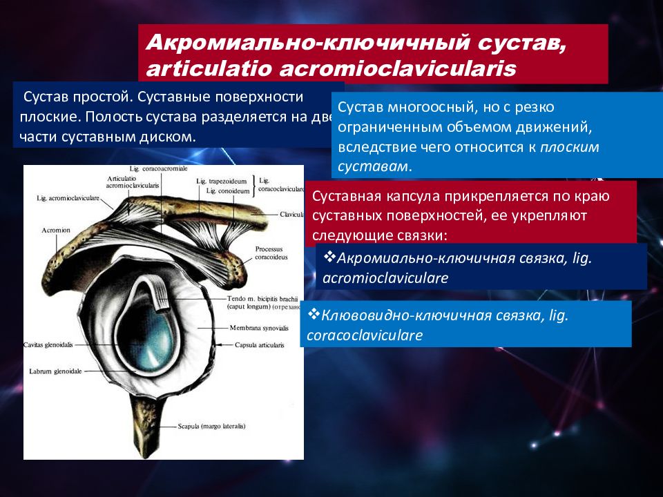 Акромиально ключичный сустав. Акромиально-ключичный сустав суставные поверхности. Акромиально-ключичный сустав характеристика. Акромиально-ключичный сустав оси движения. Фиксирующий аппарат акромиально ключичного сустава.