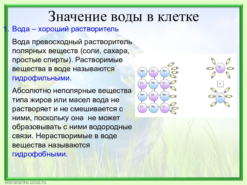 Презентация неорганические вещества клетки 10 класс биология