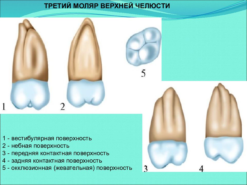 Зуб 1.4. Моляр верхней челюсти три корня. Бугры 1 моляра верхней челюсти. Анатомия зубов первый моляр верхней челюсти. Жевательная поверхность 1 моляра верхней челюсти.