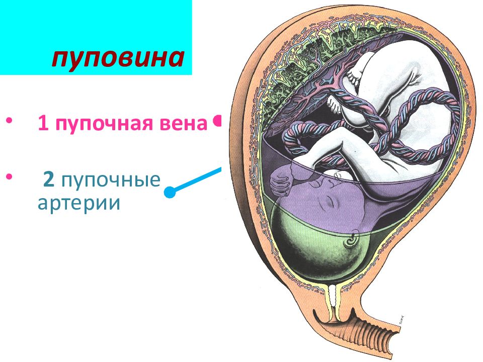 Строение пуповины. Пупочный канатик строение.