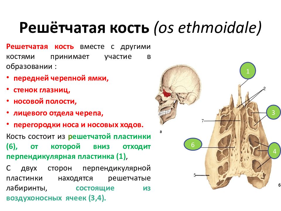 Лабиринт решетчатой кости. Решетчатая кость решетчатый Лабиринт. Решетчатая кость ячейки. Решетчатая кость носовые раковины. Решетчатая кость части кости.