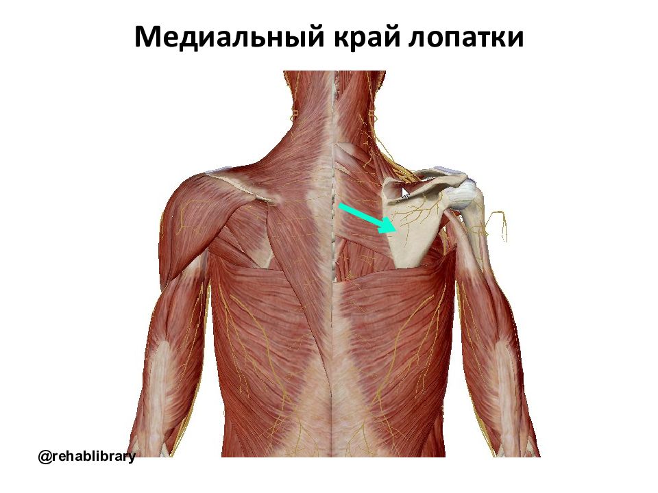 Лопатки это. Медналтный край лопатка. Кроя допатки медиального. Лопатка анатомия. Медиальный край лопатки анатомия.