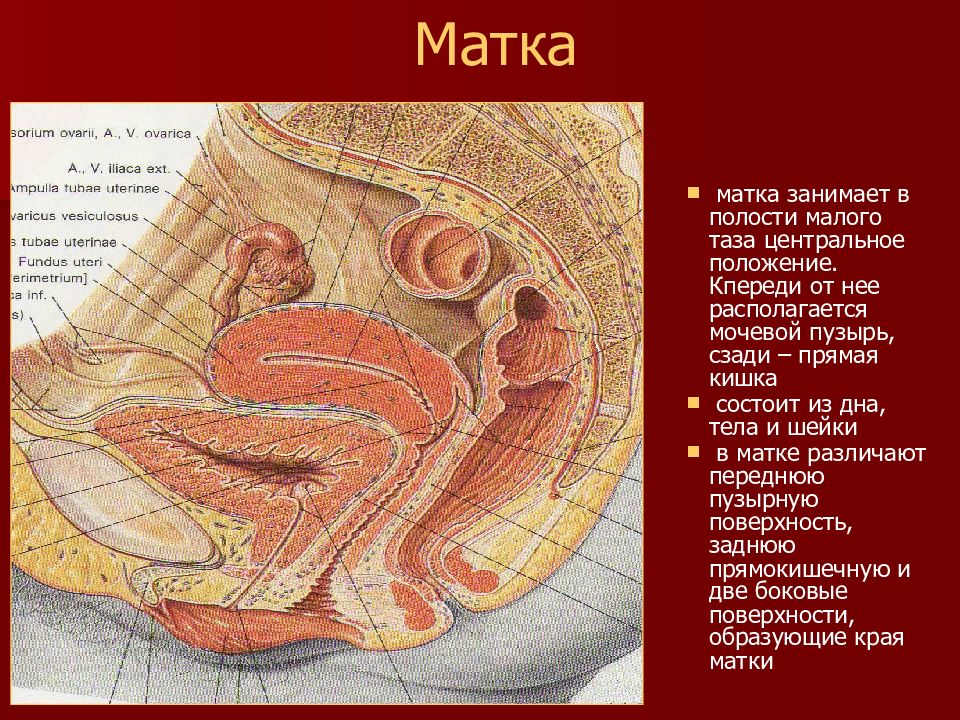 Анатомия матки презентация