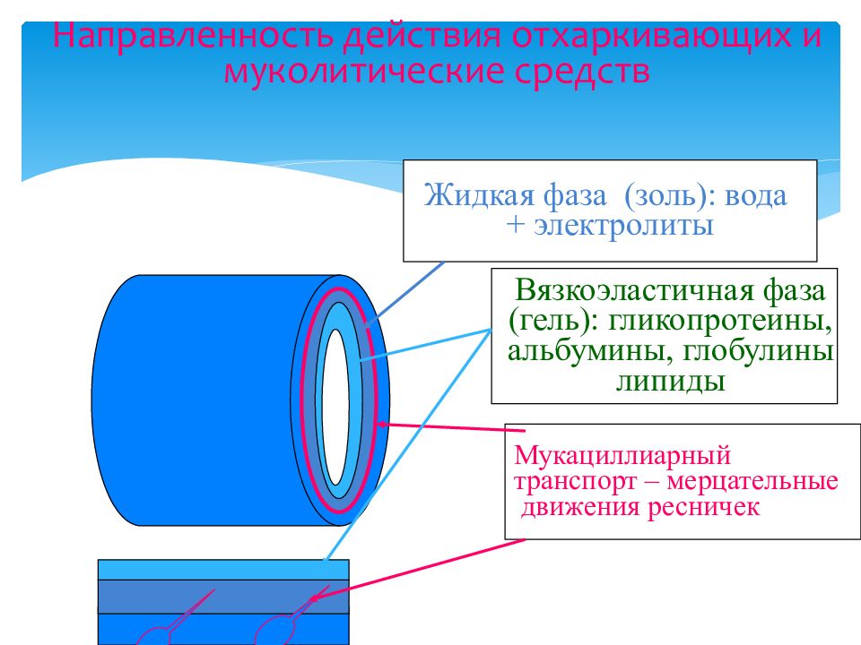 Направленность действия. Мерцательное движение.