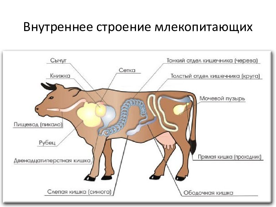 Млекопитающие внутреннее строение презентация 7 класс