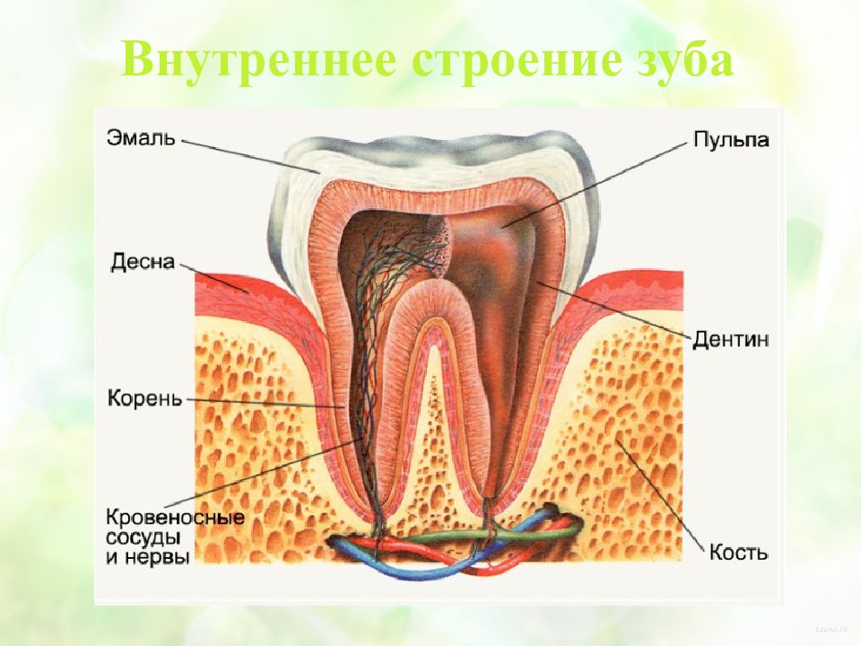 Сколько строение. Строение зуба эмаль дентин. Строение зуба эмаль дентин цемент. Схема строения зуба. Строение зуба 8 класс.