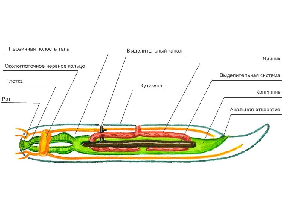 Рисунок строение аскариды