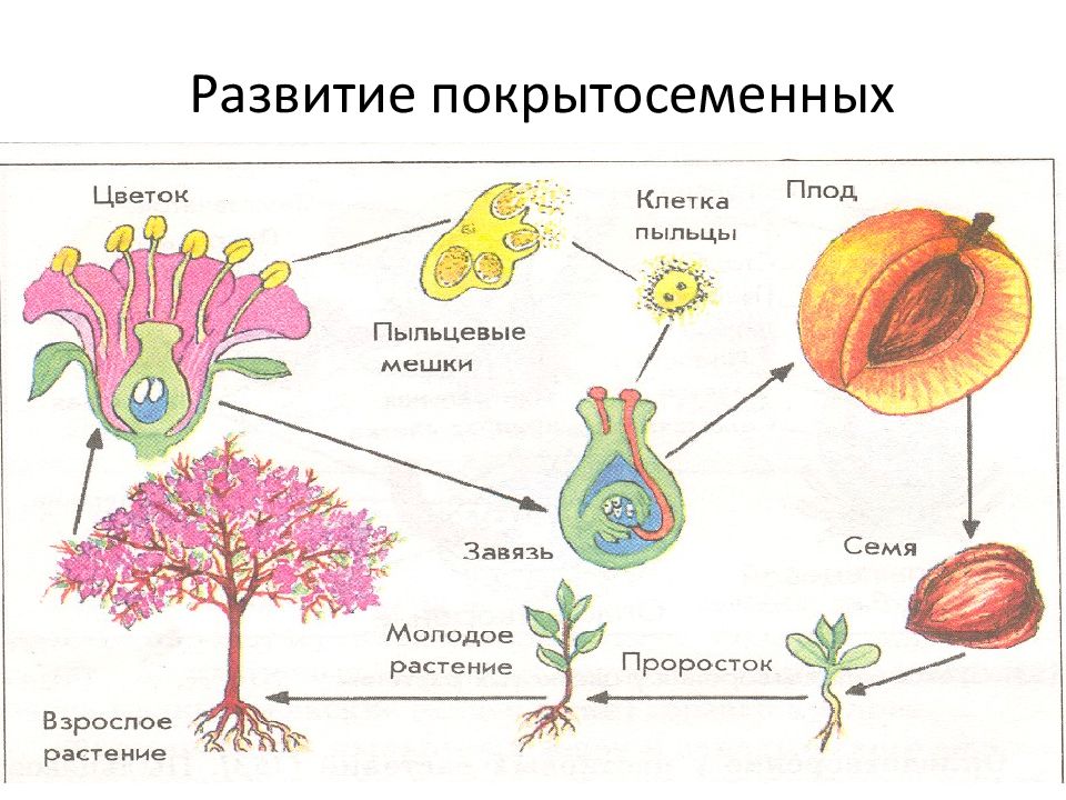 Завершите схему классификации цветковых растений отдел покрытосеменные