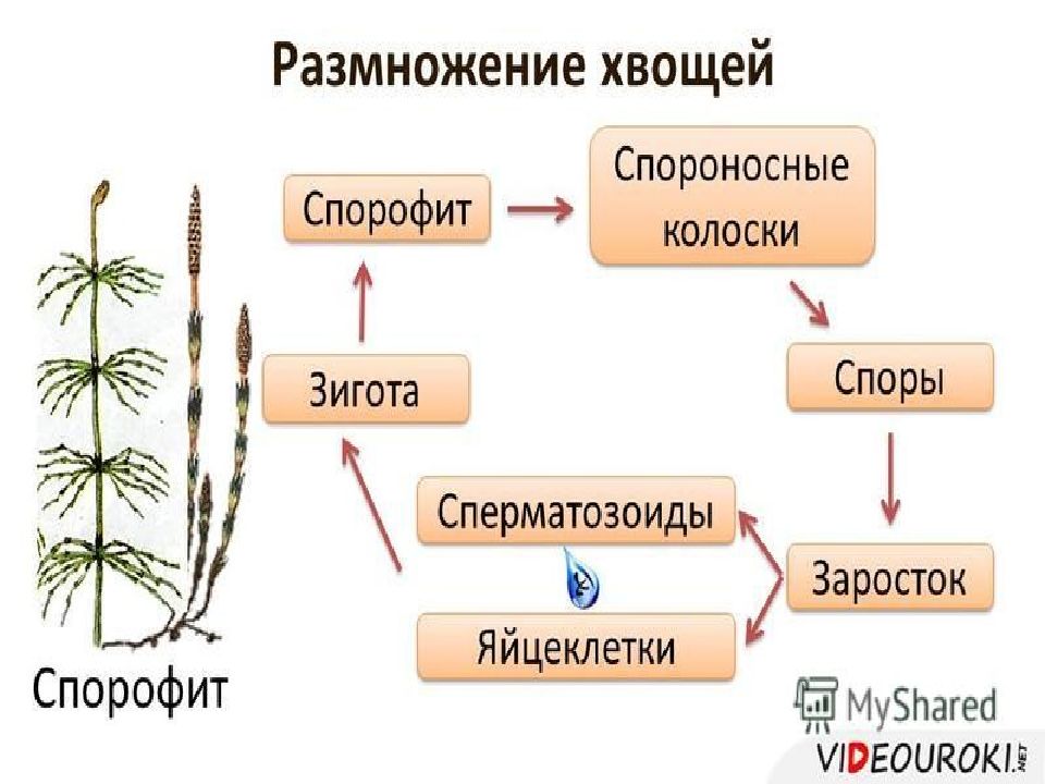 Отдел плауновидные отдел хвощевидные презентация