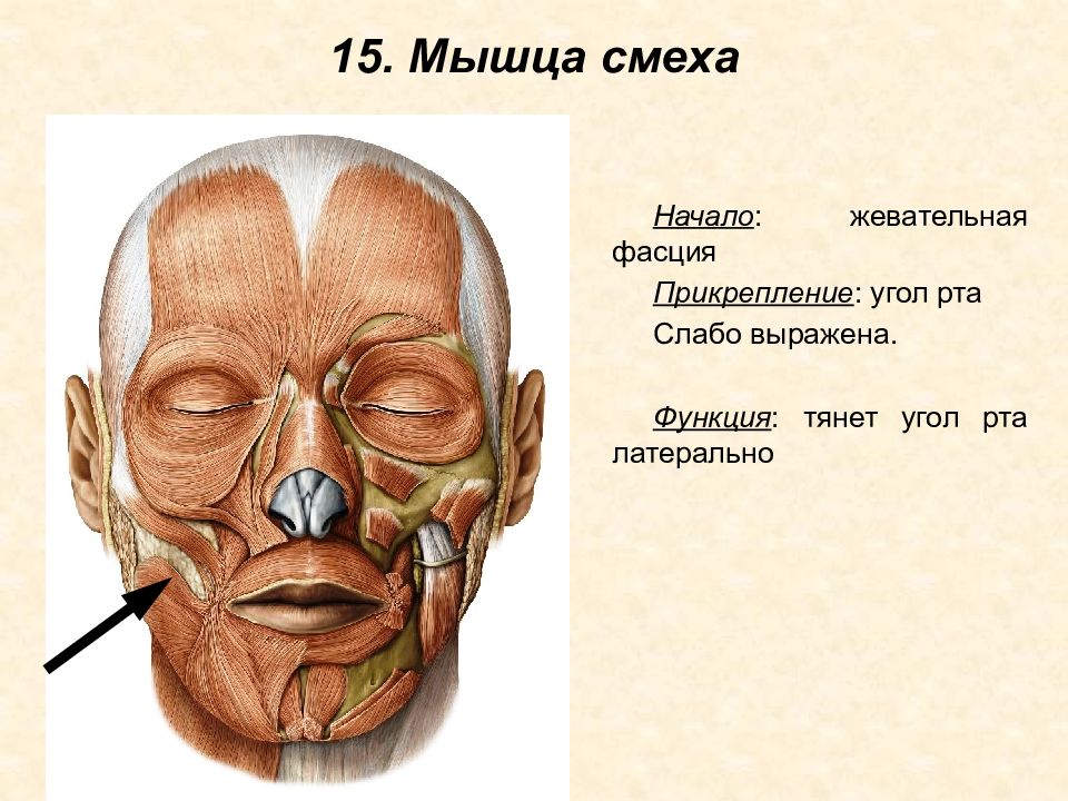 Угол рта. Большая и малая скуловые мышцы. Corrugator supercilii мышца. Круговая мышца глаза (m. orbicularis Oculi). Мышца сморщивающая бровь анатомия.