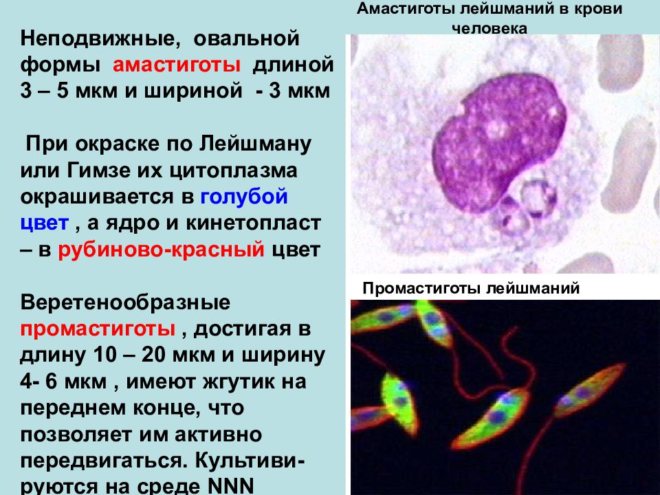 Протозойные инфекции презентация