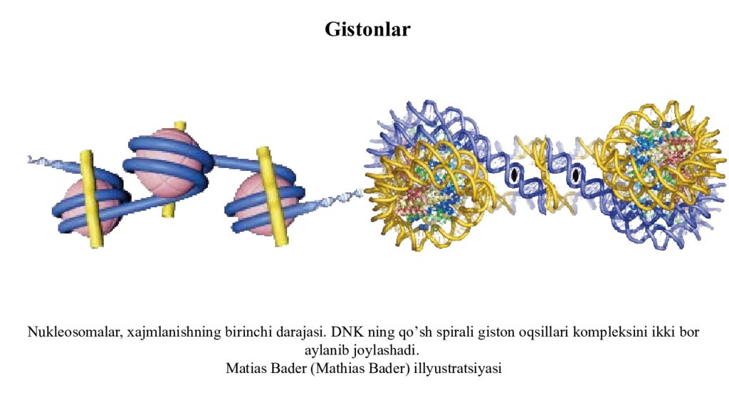 DNK ning tuzilishi va DNK replikatsiyasi DNK ning tuzilishi va DNK replikatsiyasi