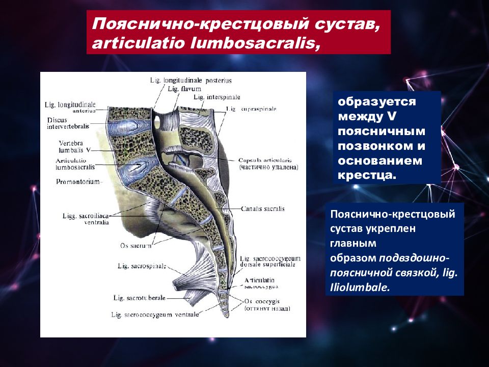 Пояснице сустав. Крестцово копчиковый сустав классификация. Крестоцово копчиковый суства классиф. Поясничнокрестоцовый сумтав. Поясни но крестовый сустав.