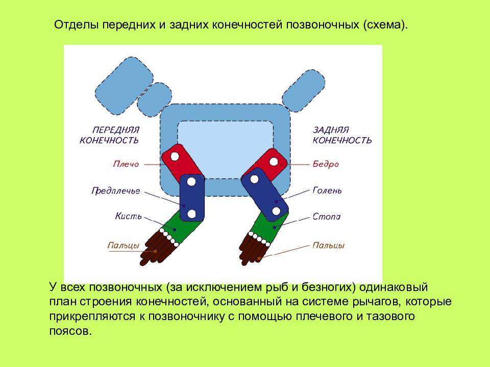 Обратите внимание на общий план строения соответствие разных элементов конечностей